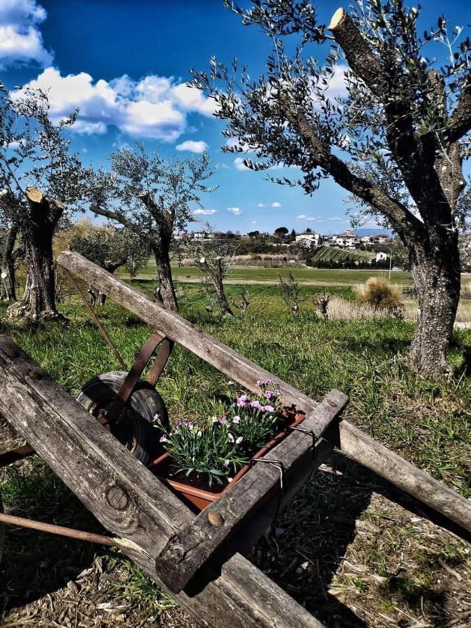 The Olive Grove In Tuscany Toiano Exteriör bild